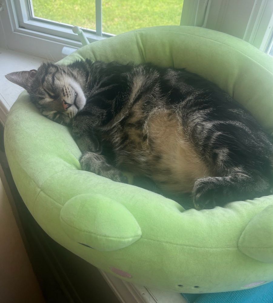 Fishtopher, a classic brown tabby cat, laying on his side, asleep in a green cat bed. He shows off his light brown belly, and his feet tuck towards his body. He rests his chin against one of his front legs, eyes closed. One canine tooth pokes out of his content smile.