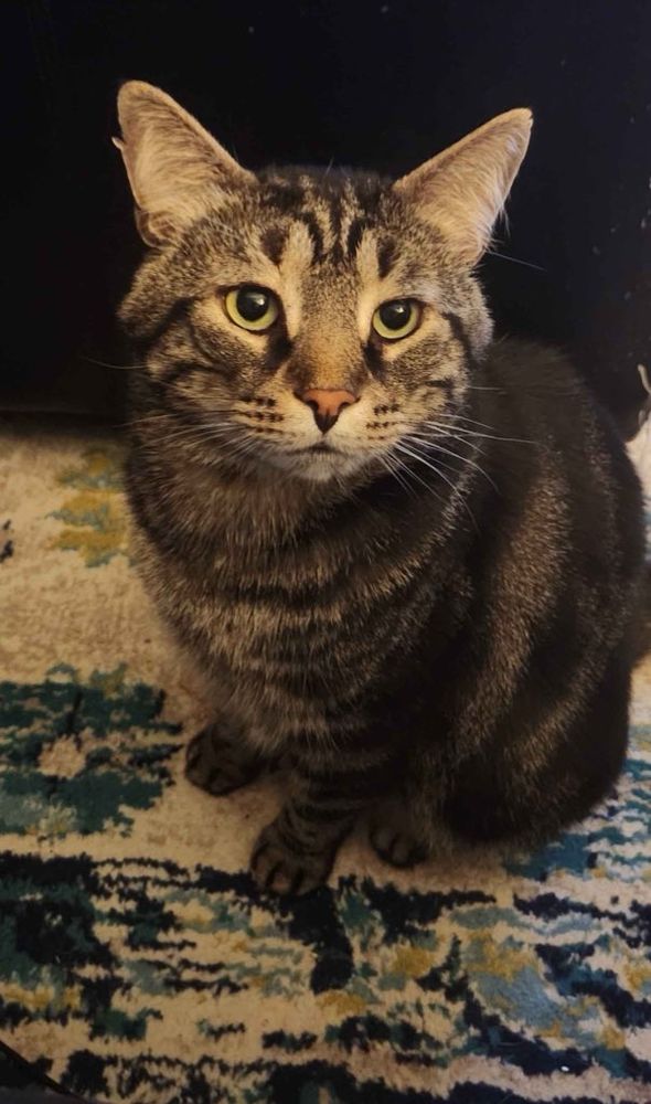 Fishtopher, a classic brown tabby cat, sitting and looking at the camera with an alert expression. His eyes are green and his nose is pink. His front paws are very small and have darker fur in between his toes to accentuate them. His right ear has a small nick in it. 