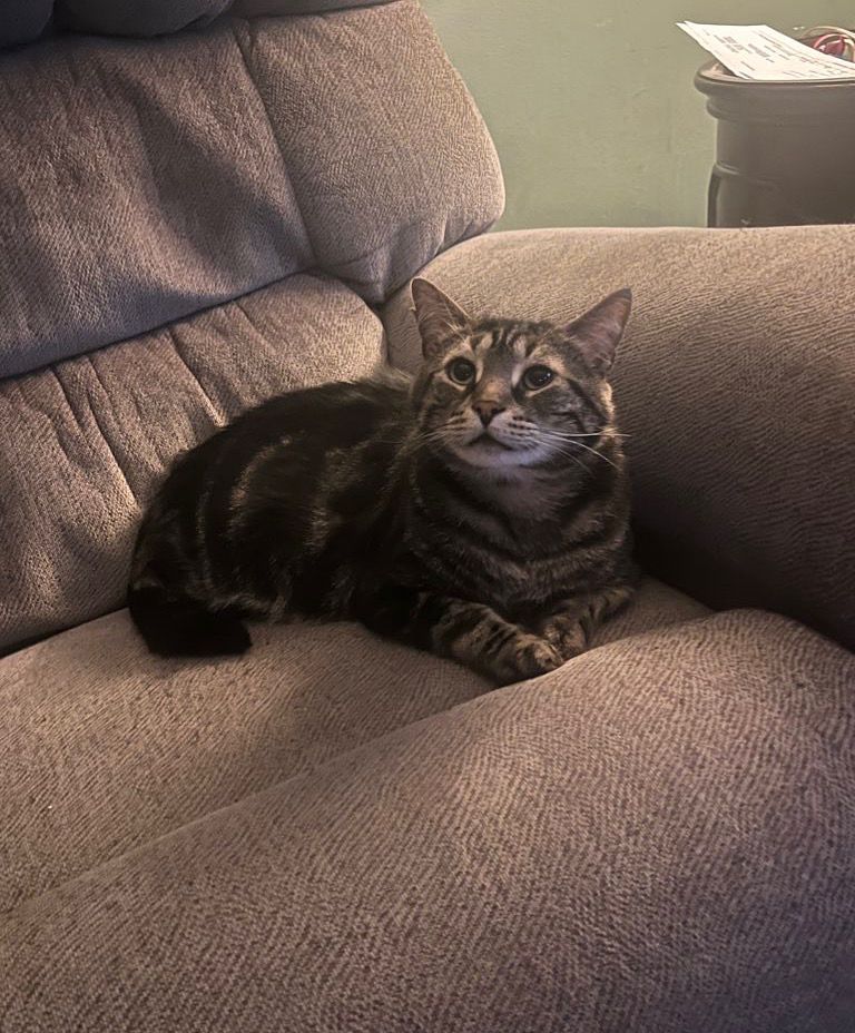 Fishtopher, a classic brown tabby cat with green eyes, lying on a gray recliner chair. He looks up at the camera with a relaxed and comfortable expression. His front feet sit politely together.