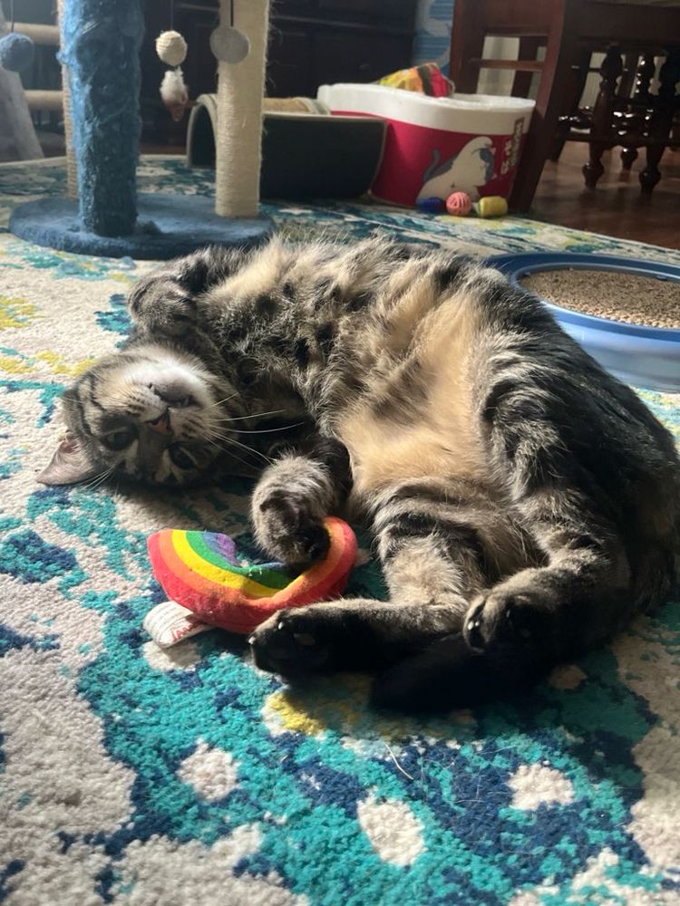 Fishtopher, a classic brown tabby cat with green eyes, lying on his back and showing off his light brown belly. He is slightly curled inwards towards a rainbow cat toy. One front paw is tucked close to his chest, and the top of his head rests on the floor. His fangs are visible as gravity pulls his cheeks down. 