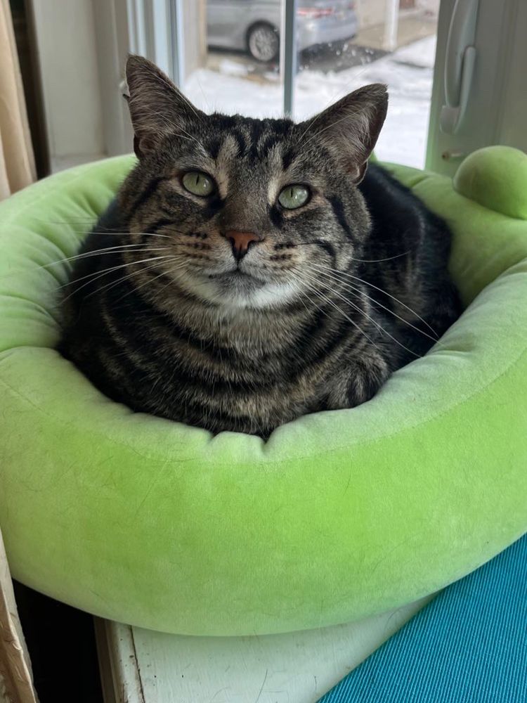 Fishtopher, a classic brown tabby cat, sitting in a green cat bed. He sits in a bay window, with a snowy background outside. The snow is very bright, so his pupils are very small.