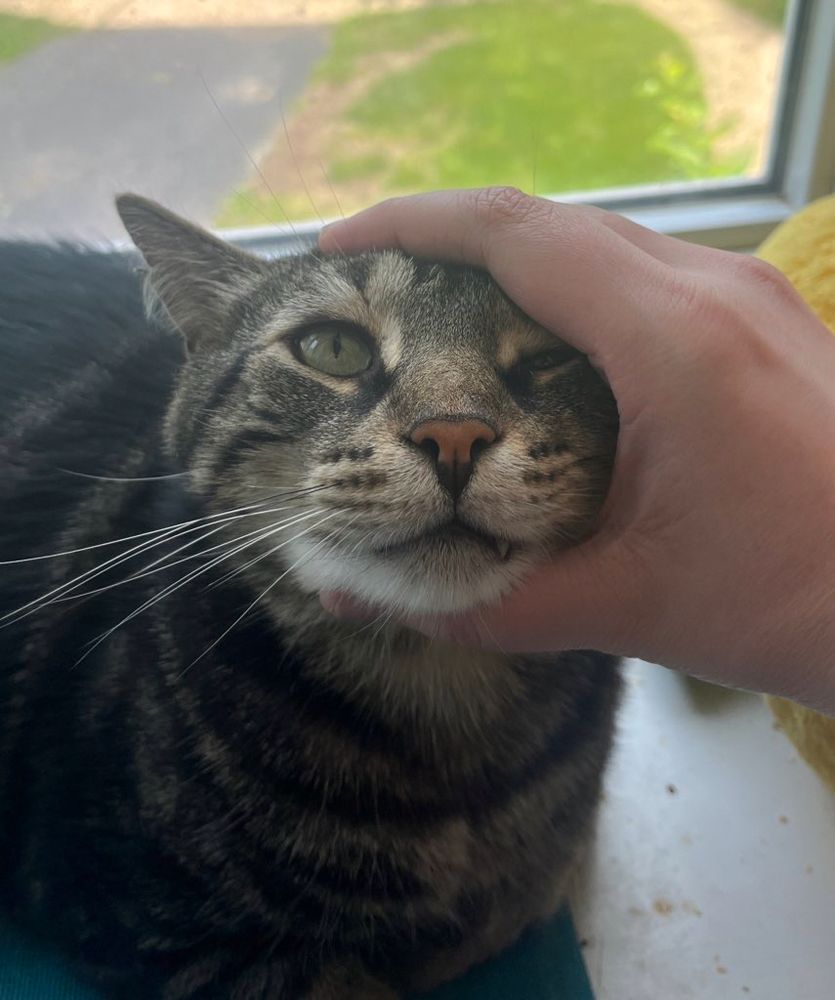 Fishtopher, a classic brown tabby cat with green eyes and a pink nose. The cameraperson holds the side of his head, similar to how one holds a hamburger. He looks surprised. but not displeased. His left eye is closed and a canine tooth peeks out from behind his lips. 