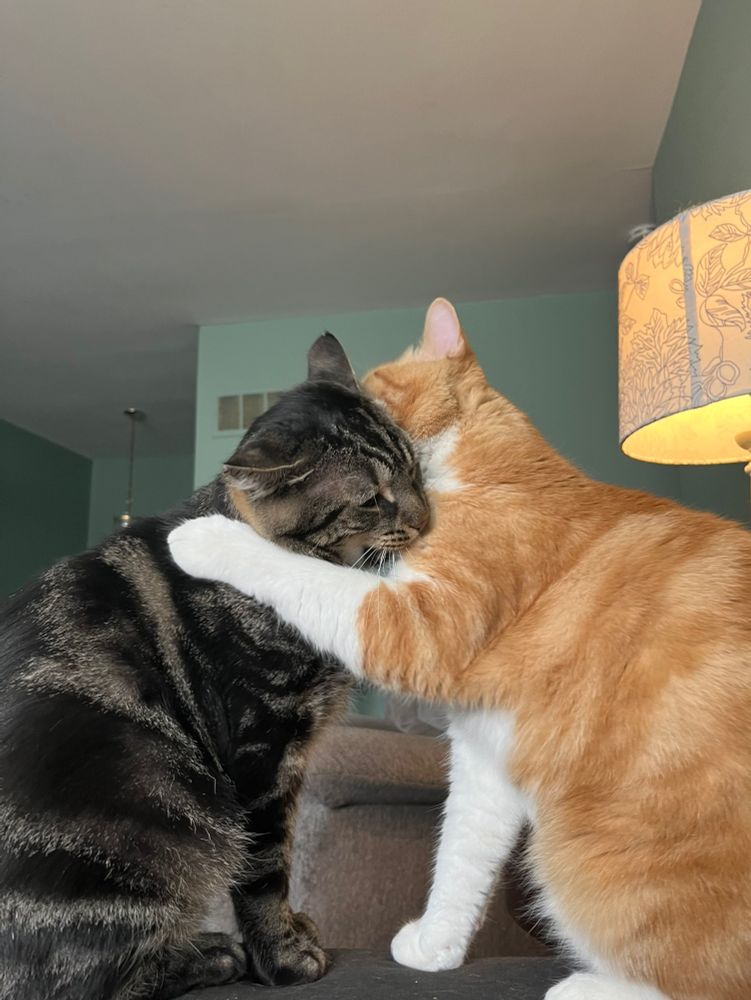 Fishtopher and Mr Lover in a similar position as the last photo, but now Mr Lover has reached a paw up and places it on Fishtopher's shoulder. Fishtopher's mouth remains slightly open, as if his chomp as been interrupted.