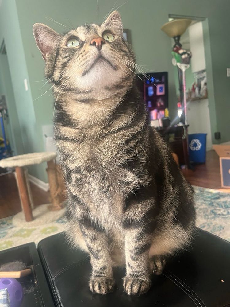 Fishtopher, a classic brown tabby cat, sitting and looking upwards above the camera. He looks alert, his ears facing forward and green eyes wide.