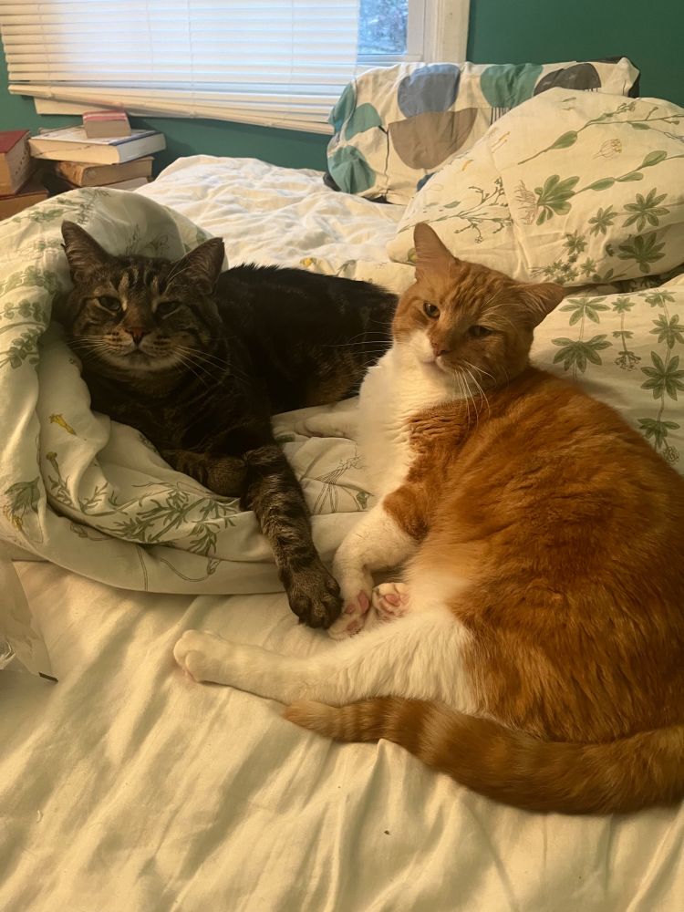 Fishtopher, a classic brown tabby cat, and Mr Lover, an orange and white tabby cat, laying on a white bed. They both look at the camera with a content expression. Their front paws touch.
