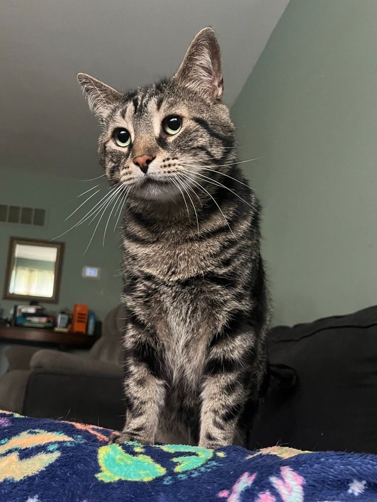 Fishtopher, a classic brown tabby cat with green eyes, standing up on a navy blanket. He looks at the camera with round, pleading eyes. His ears are forward and his whiskers are relaxed, tilting slightly downward.