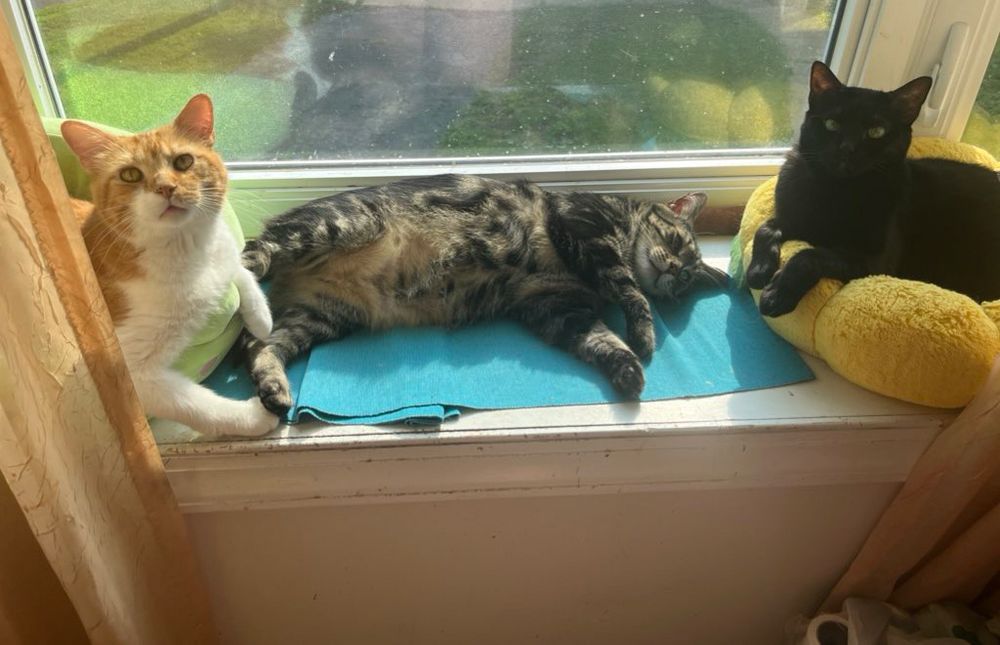 Three cats, Mr Lover, Fishtopher, and Stormy in a sunny bay window. Mr Lover, an orange and white tabby cat, lays in a green bed and stretches his front legs out. Fishtopher, a classic brown tabby cat, lays on his side, exposing his light brown belly. Stormy, a black cat with green eyes, lays in a yellow cat bed.