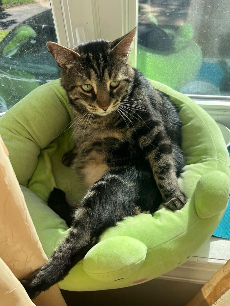 Fishtopher, a classic brown tabby cat with green eyes, sitting in a green cat bed in a peculiar position. One back leg sticks outside of the bed, while his front paws hold his upper body up. His light brown belly is slightly exposed. He looks to the right of the camera, pupils small from the window's sunlight. 
