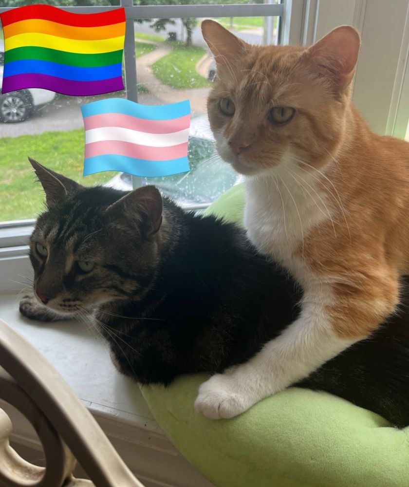 Fishtopher, a classic brown tabby cat with green eyes, laying in a green cat bed. Mr Lover, an orange and white tabby cat with amber eyes, lays on top of Fishtopher. Mr Lover has a front leg wrapped around Fish in a hug. They both look to the left of the camera and have relaxed body language.