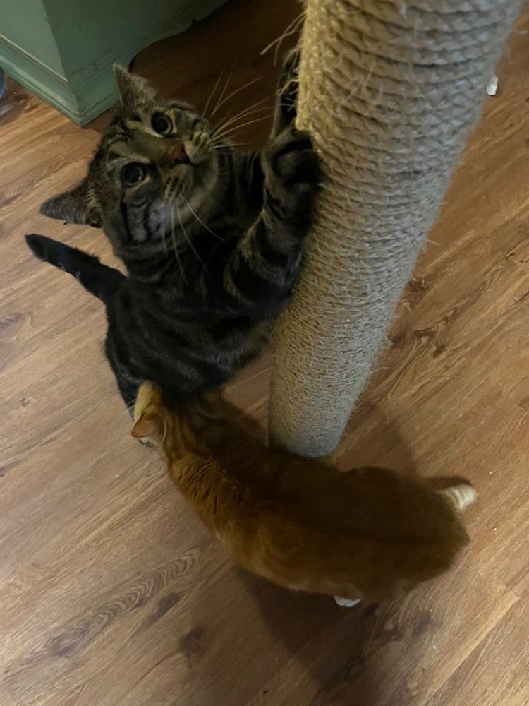 Fishtopher, a classic brown tabby cat, standing on his hind legs and reaching up to scratch a rope pole. He looks upwards with round green eyes and his tail sticks straight outwards. Mr Lover, an orange tabby cat, stands at Fishtopher's feet and sticks his nose into Fishtopher's belly fur.