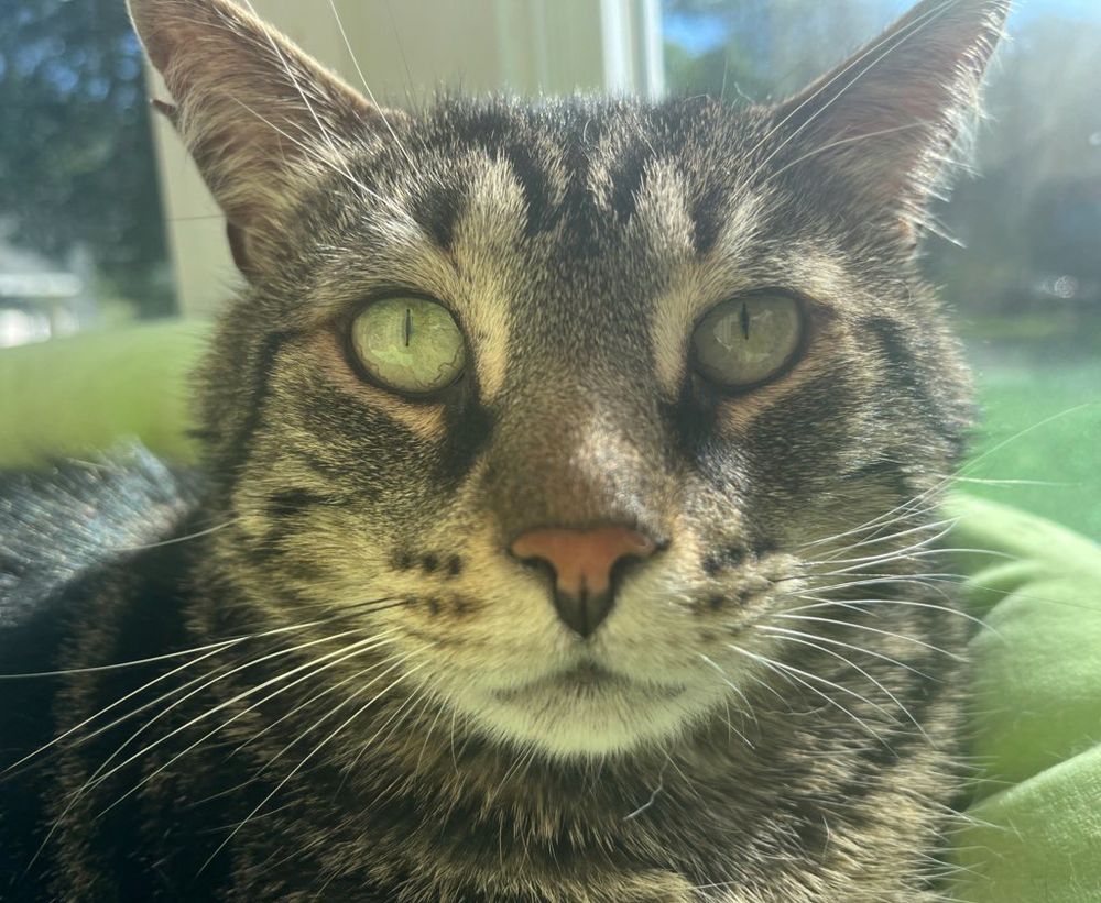 A portrait of Fishtopher, a classic brown tabby cat with green eyes and a pink nose. He is well lit in a sunny window, with a green cat bed behind him. His face is relaxed and he looks at the camera. His pupils are razor thin to accommodate the bright light, bringing out the spring green color of his eyes. 