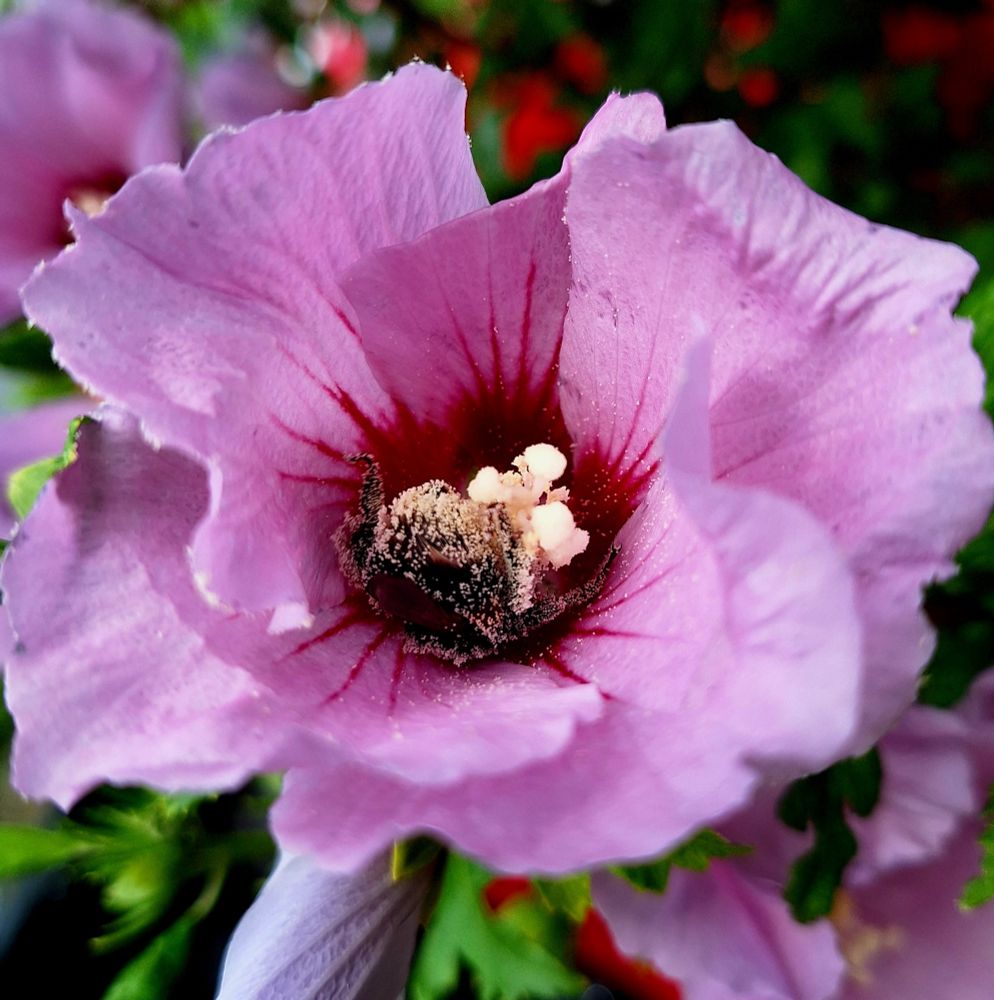 Eine mit Pollen bedeckte Hummel steckt kopfüber in einer lila Blüte 