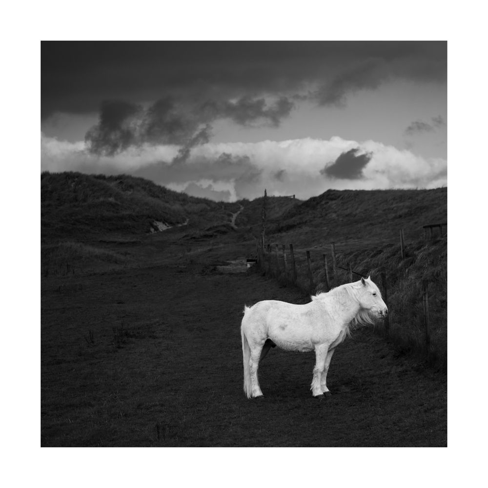 Black and white image with toby a white horse in the bottom right corner
