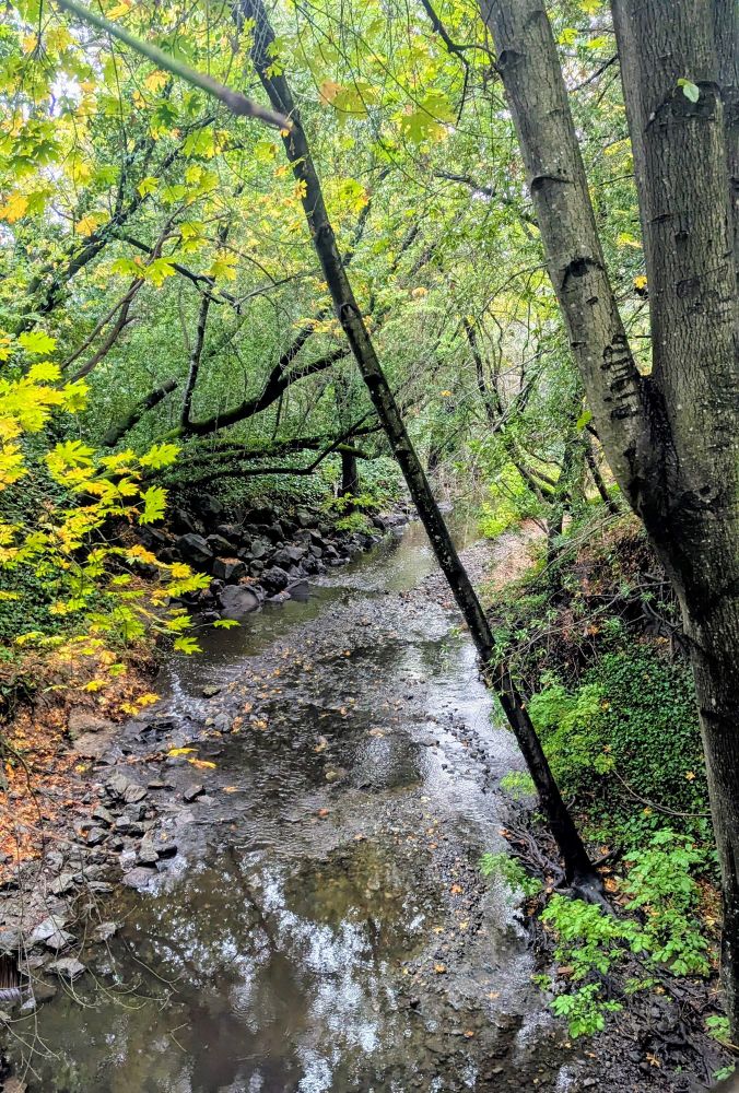 A photo of a creek and trees.