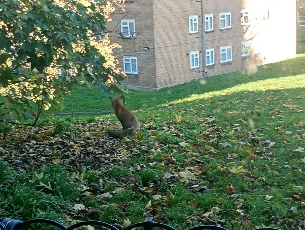 A red fox, sitting on bright green grass scattered with autumn leaves, their back to the camera. 