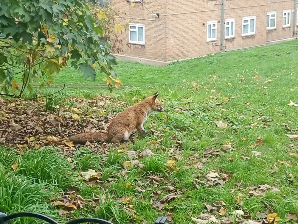 A red fox, sitting on the edge of a big patch of orange/brown autumn leaves, right profile to the camera. 