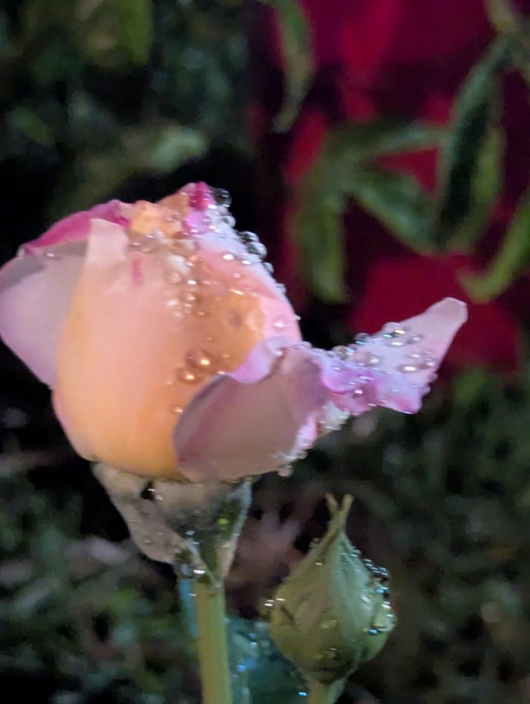 Rose growing and blooming in an Australian front garden.