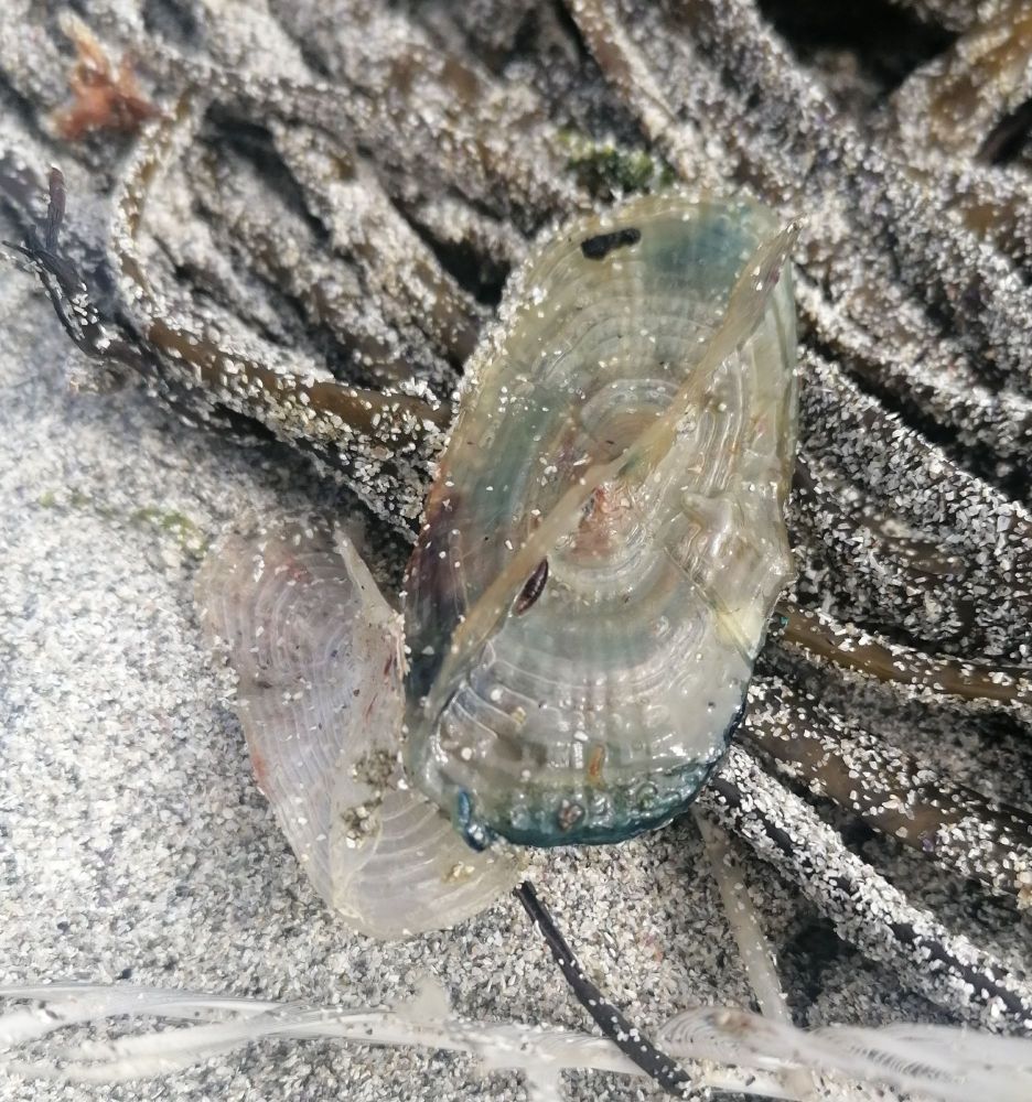Hydrozoan float washed up on sand with seaweed and feather