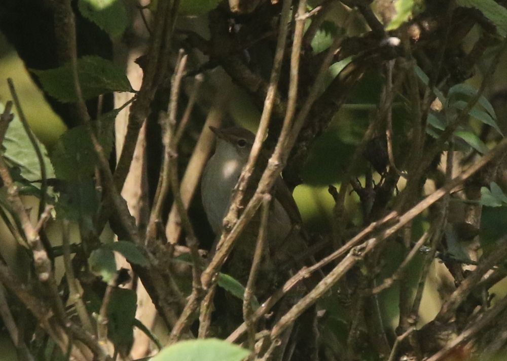 A small brown bird hiding in a bush