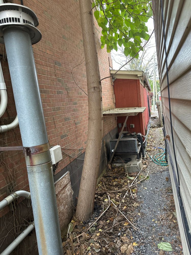 Paulownia, growing out of edge of building foundation 