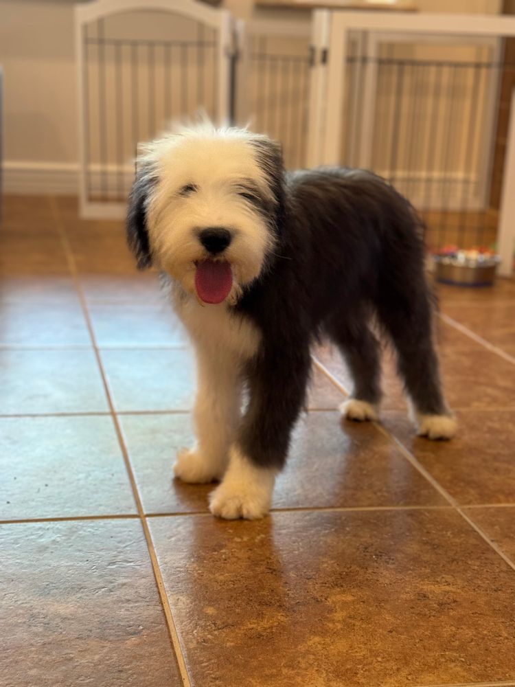 Picture of a 4 1/2 month Old English Sheepdog puppy. 