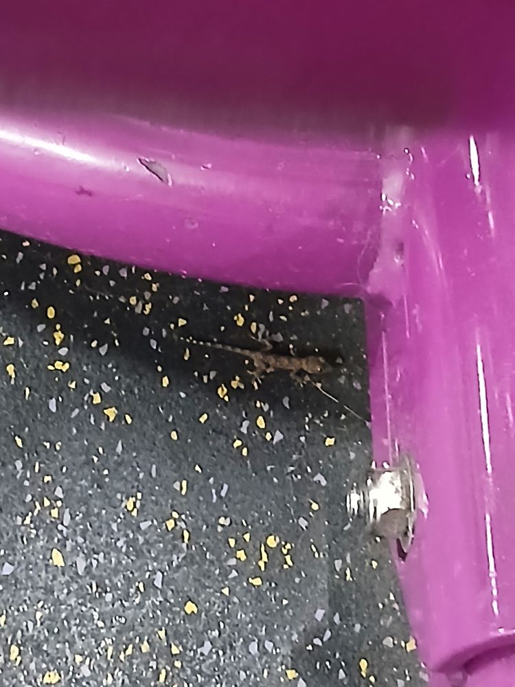 Lizard