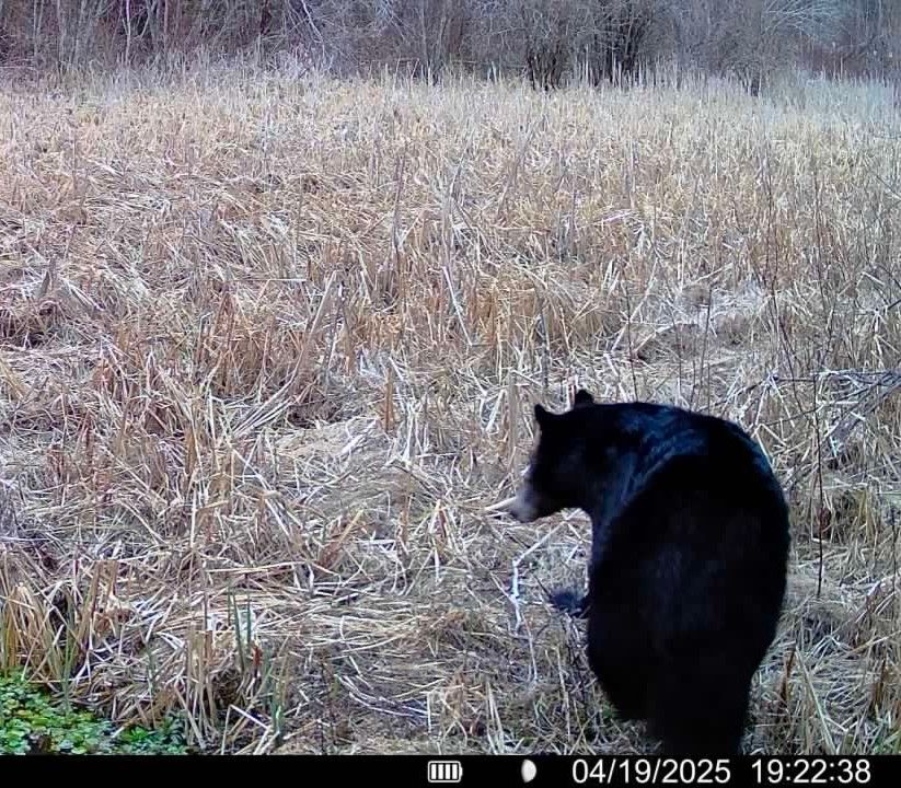 Trail cam image of a black bear