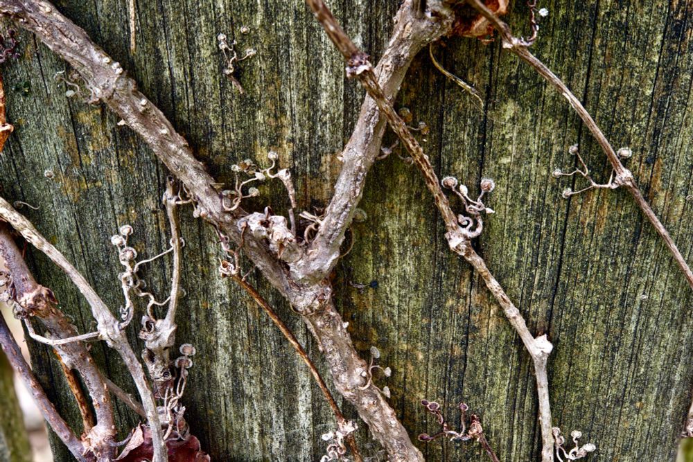 ivy vines in close up on a fence post. there are many tiny attachments growing from nodes in the vine holding it tightly to the wood. 