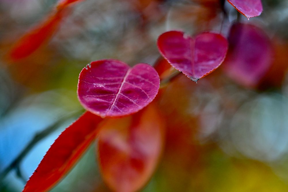 Service berry tree leaves in close up, color is bright maroon-red 