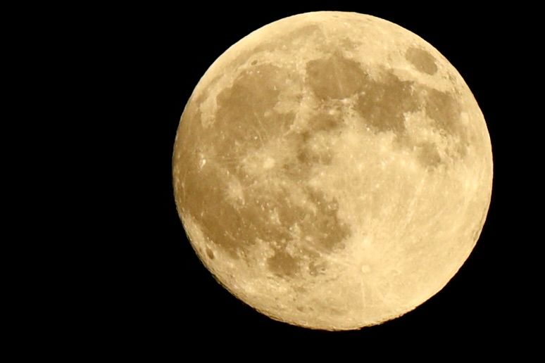 The almost full moon, taken handheld at 1/400” and 200mm, Nikon z7. There is an overall golden cast - this was how it appeared low in the sky just as it rose last evening. The mare and larger craters are visible, some with bright rays extending out almost halfway across the face of the moon. At the lower edge, some roughness is visible as the slanting sunlight illuminates the mountains from the side, showing the outline of their peaks against the blackness of space. 
