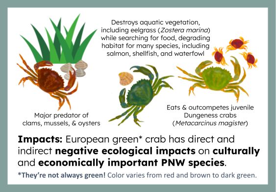 An illustration of three color morphs of the European green crab (red, dark green, and lighter green) alongside grass, clams, and juvenile Dungeness crabs. Text around and below the illustration reads:

Impacts: European green* crab has direct and indirect negative ecological impacts on culturally and economically important PNW species.
Destroys aquatic vegetation, including eelgrass (Zostera marina)3 while searching for food, degrading habitat for many species, including salmon, shellfish, and waterfowl.
Major predator of clams, mussels, & oysters.
Eats & outcompetes juvenile Dungeness crabs (Metacarcinus magister).

*They’re not always green! Color varies from red and brown to dark green.