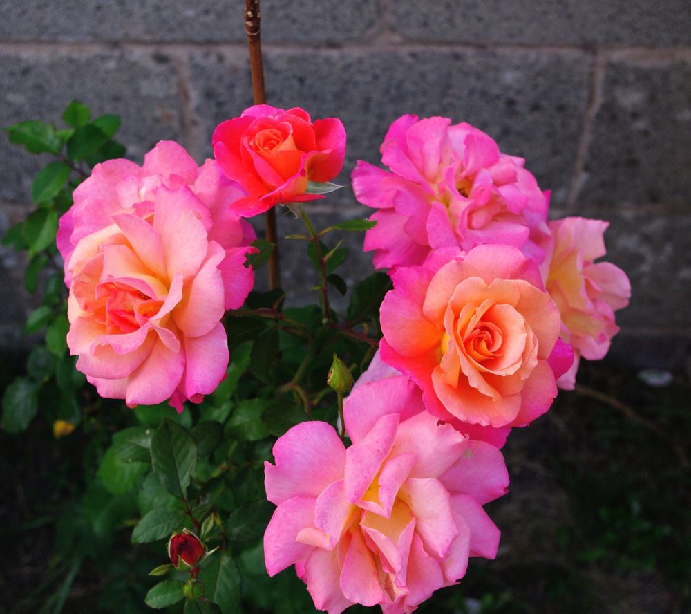 Sunset Roses 
