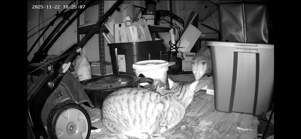 Possum and cat sizing each other up 