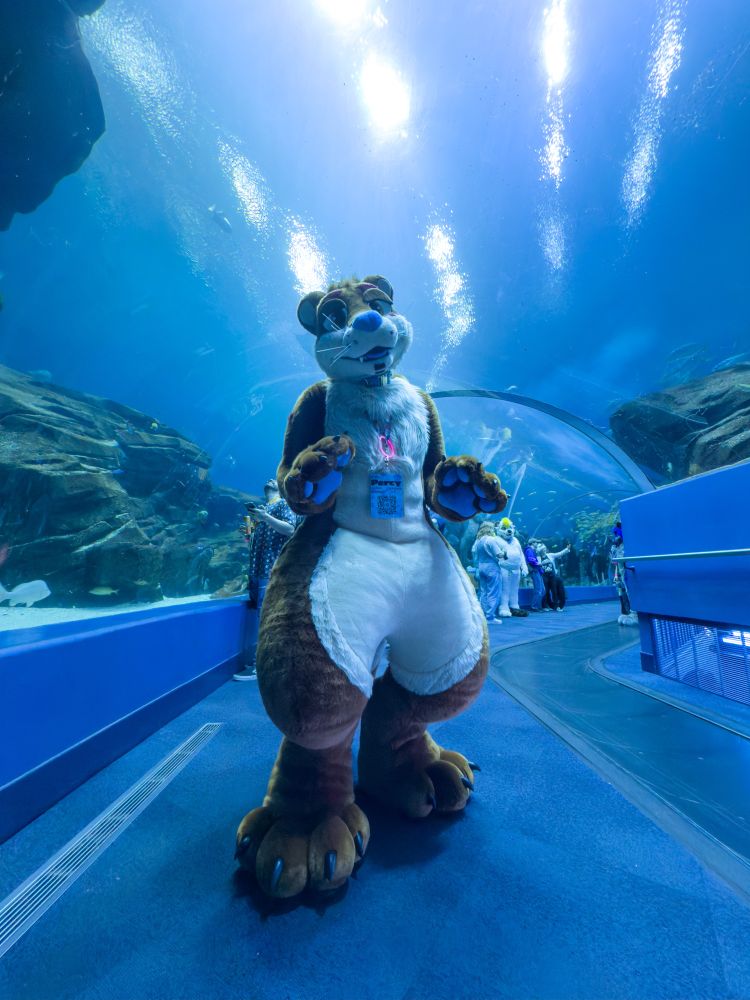 Percy the Otter fursuit standing in an aquarium tunnel.