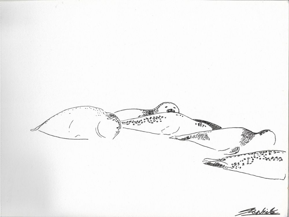 Phoques, 2025, feutre sur papier, 21 x 29,7 cm