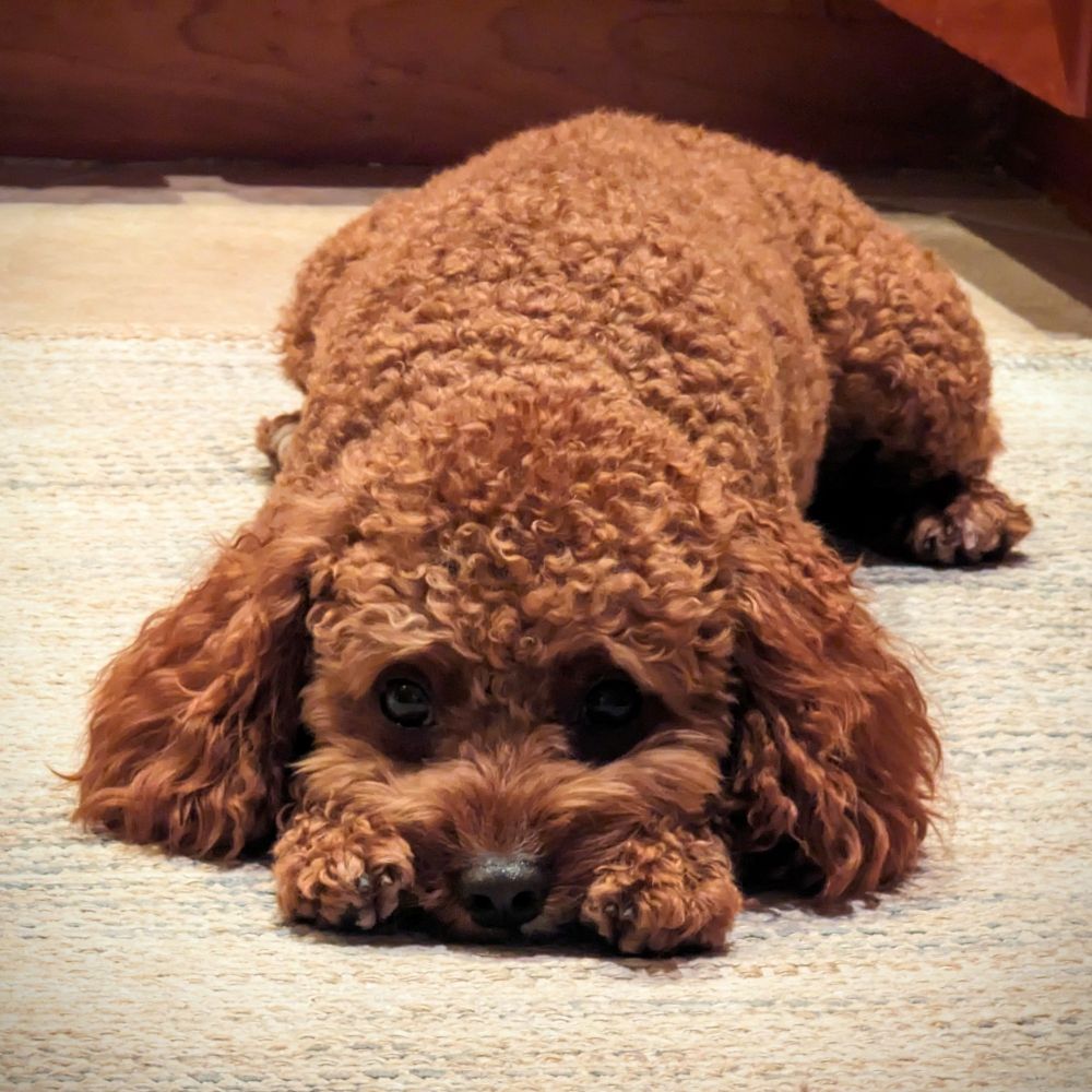 Cavapoo sulking on the floor