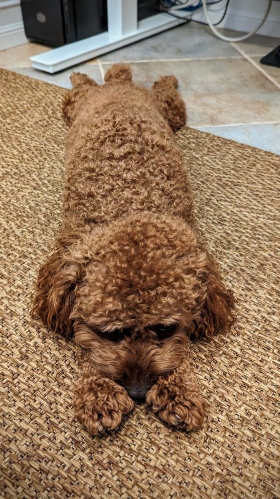 Brown Cavapoo laying on a brown rug