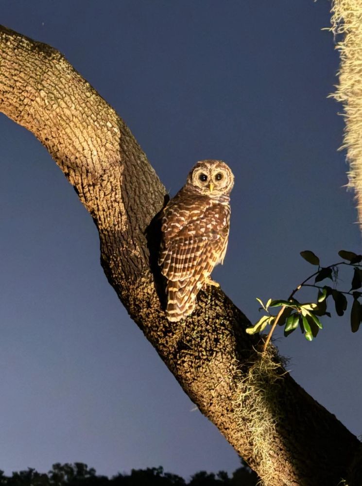 I took this through the window of my back door, right before dawn in Central Florida. I couldn’t believe this beautiful owl didn’t fly away!