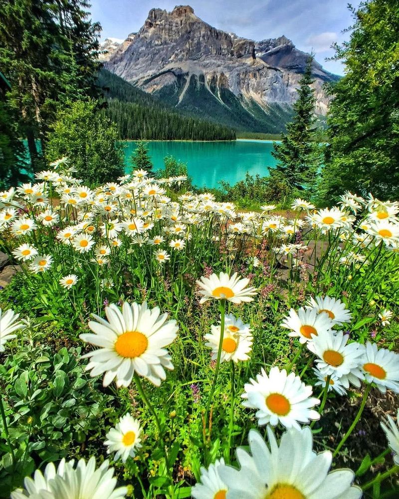 Breathe deeply, nature is calling you 💐
📌 Emerald Lake, Yoho National Park, Canada 🇨🇦 
📸 @argenel