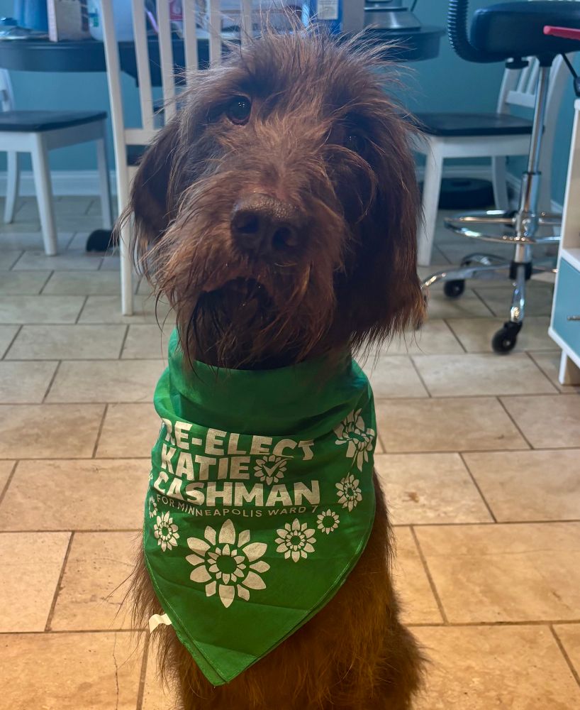 A fuzzy brown dog wearing a green bandana that says “Re-elect Katie Cashman for Minneapolis Ward 7”