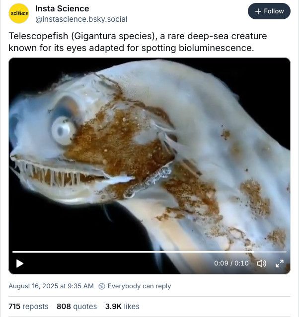 print de post de 16 de agosto de @instasccience.bsky.social. Texto: "telescopefish (Gigantura species), a rare deep-sea creature known for its eyes adapted for spotting bioluminiscence. No print um frame do vídeo que mostra a parte anterior de uma criatura esbranquiçada, com umas manchas amarronzadas, lembra um fantoche de meia, porém tem dentes bem afiados saindo da boca que mal fecha e olhos como miçangas brancas. Na frente dos olhos há algo como uma gelatina translúcida