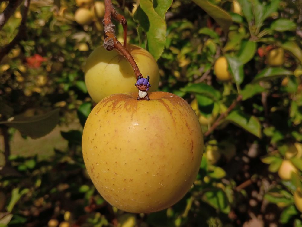 Photograph of a tiny markus on a normal size yellow apple. 