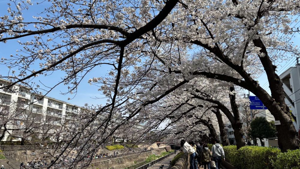 川沿いの遊歩道を覆う桜並木