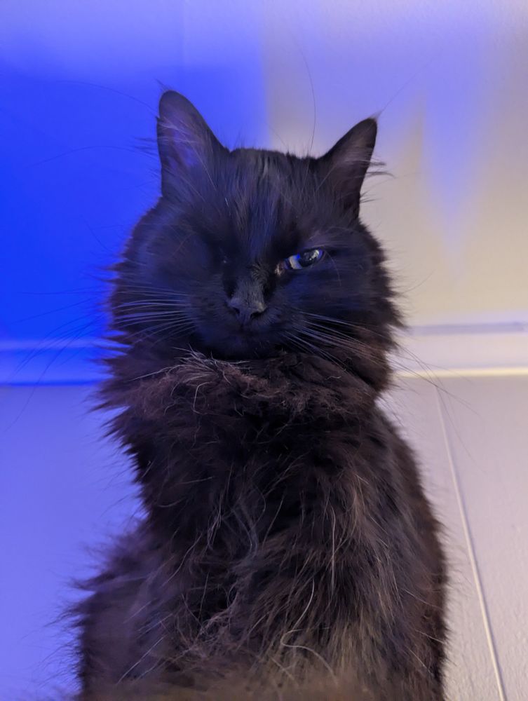 A cute little one-eyed black cat. 
