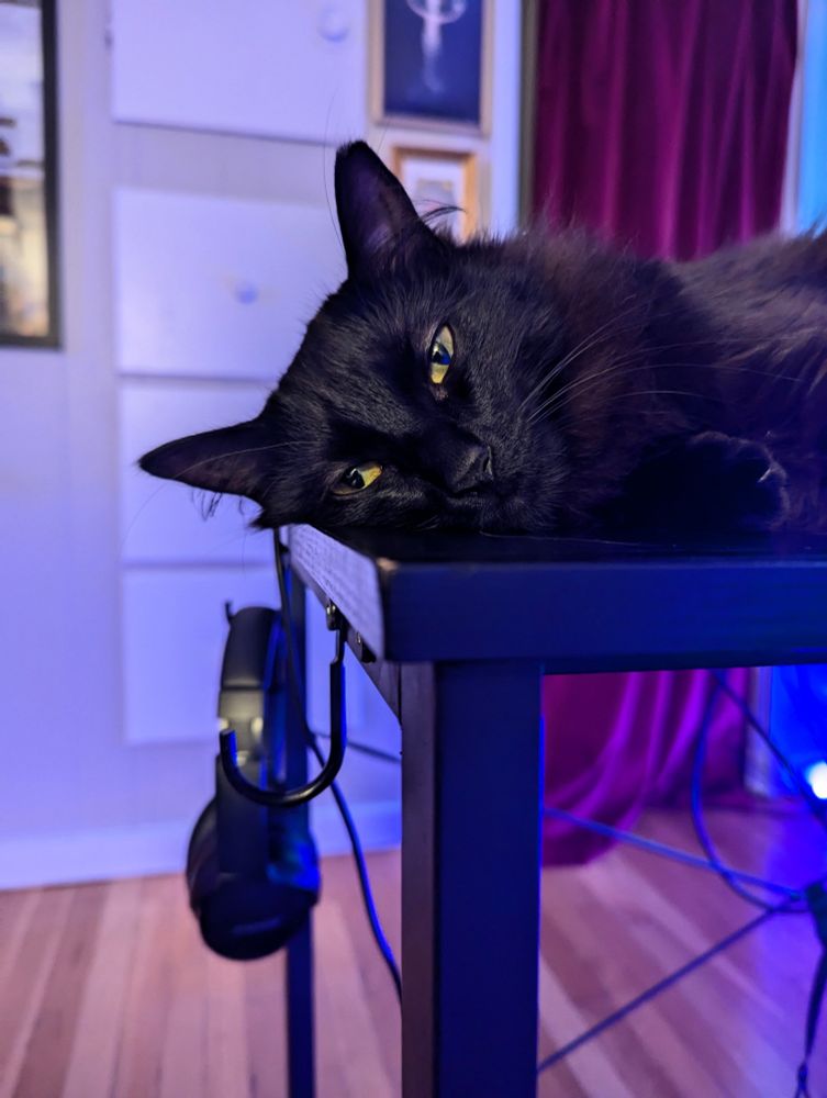 A black cat with yellow eyes just vibing