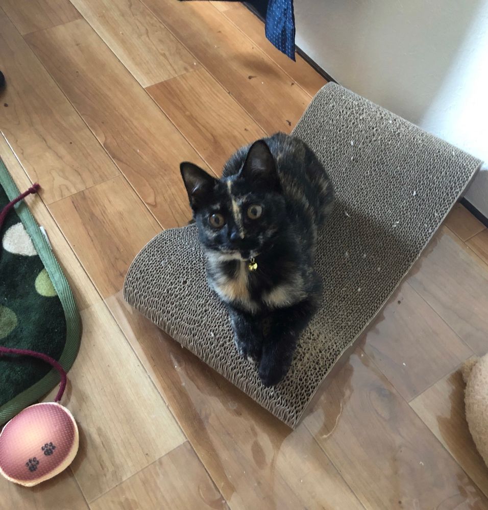 A mostly black tortoiseshell kitten on a curved scratcher on a hardwood floor. There is a dorayaki-shaped cat toy and the corner of a green carpet in frame. 