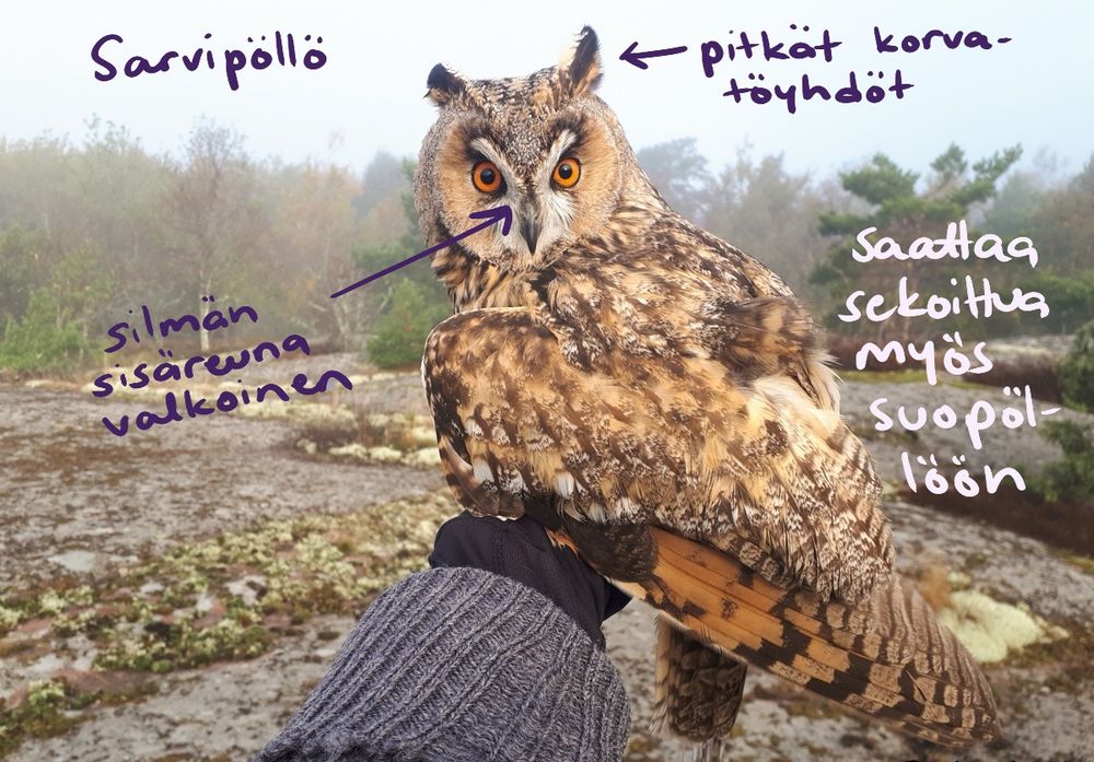 Sarvipöllön erottaa huuhkajasta parhaiten valkoisesta silmän sisäreunasta. Kuvan on ottanut Aki Aintila