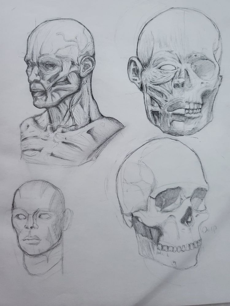 Sketches of realistic human heads and skulls and related musculature