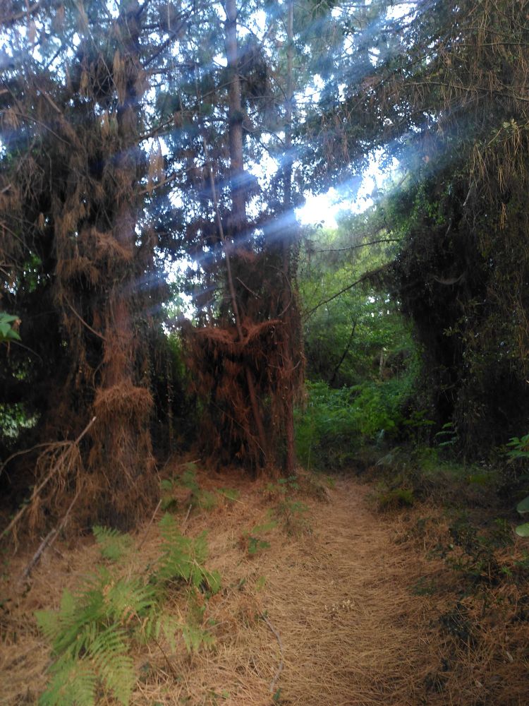 Une forêt magique