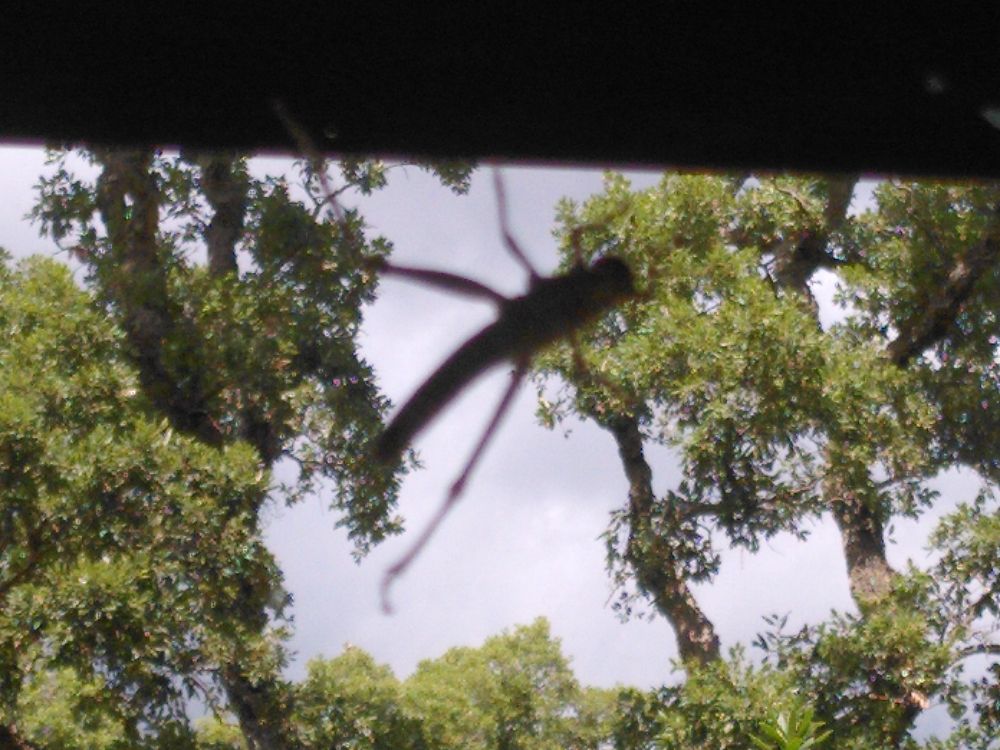 Un criquet sur ma fenêtre 